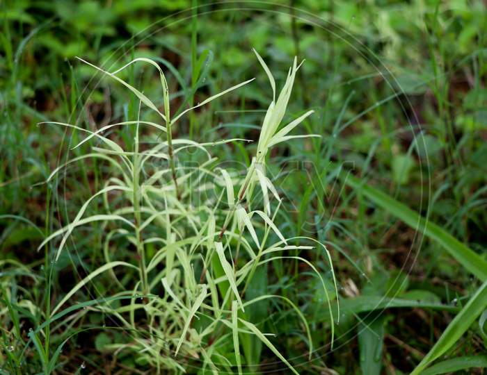Cynodon Dactylon Or Bermuda Grass In White And Green Color