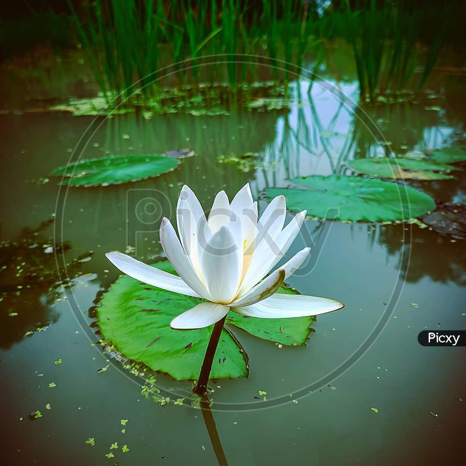 Berra lily, flower, lotus family, white