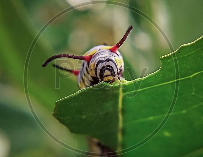 Monarch Caterpillar, macro photography
