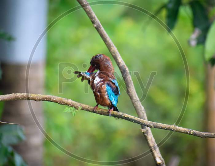 White Throated Kingfisher sitting on branch of tree.