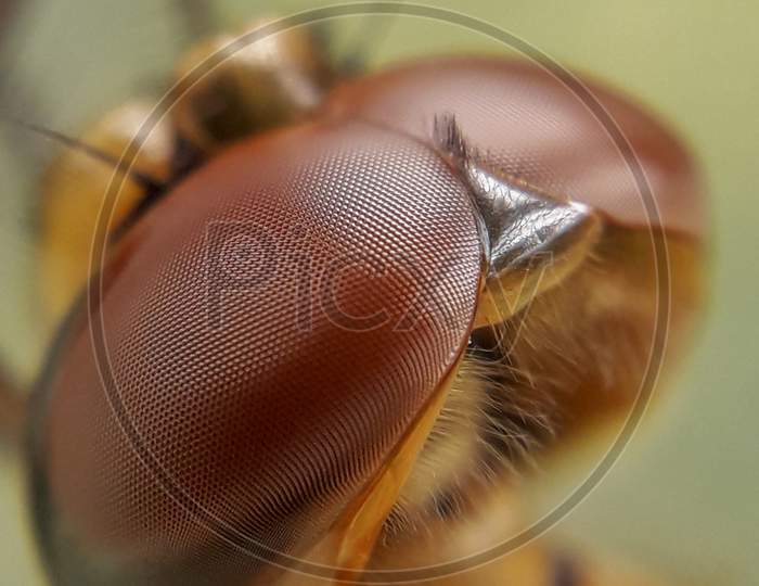 Dragonfly Closeup Shot