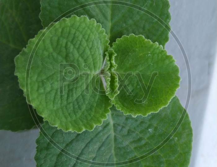 Thick leaves of Plectranthus amboinicus mexican mint, fragrant plant growing in a flowerpot.