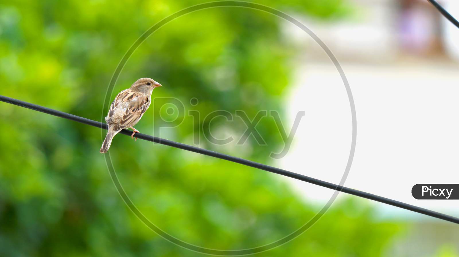 Indian sparrow