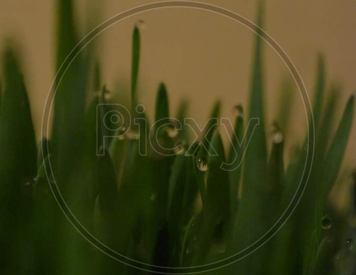 A beautiful dew drop on a grass