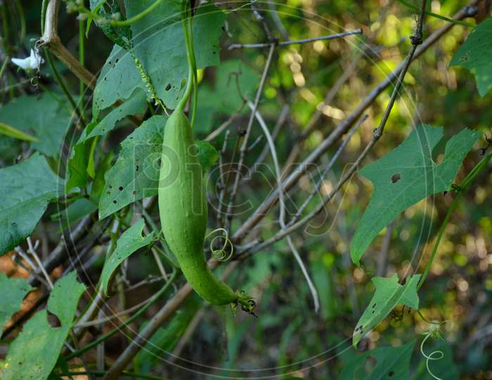 The Green Ripe Bottle Gourd With Vine And Leaves In The Garden.