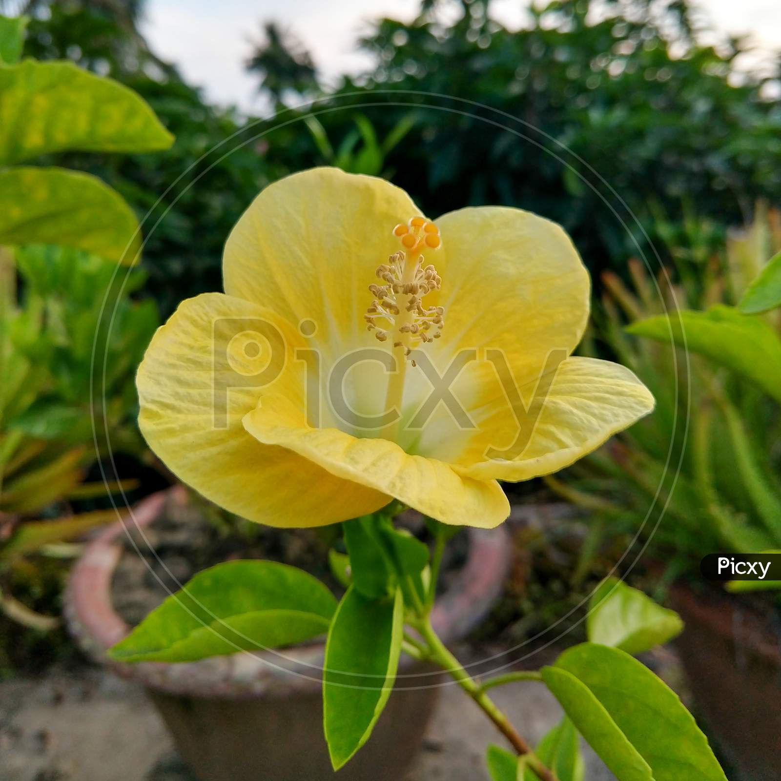 A Beautiful Yellow Hibiscus. Close Up Front View.