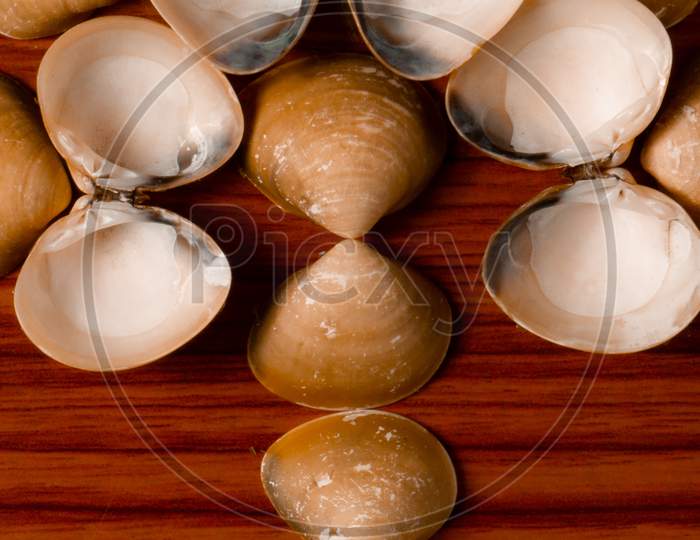 Closeup shot of seashells
