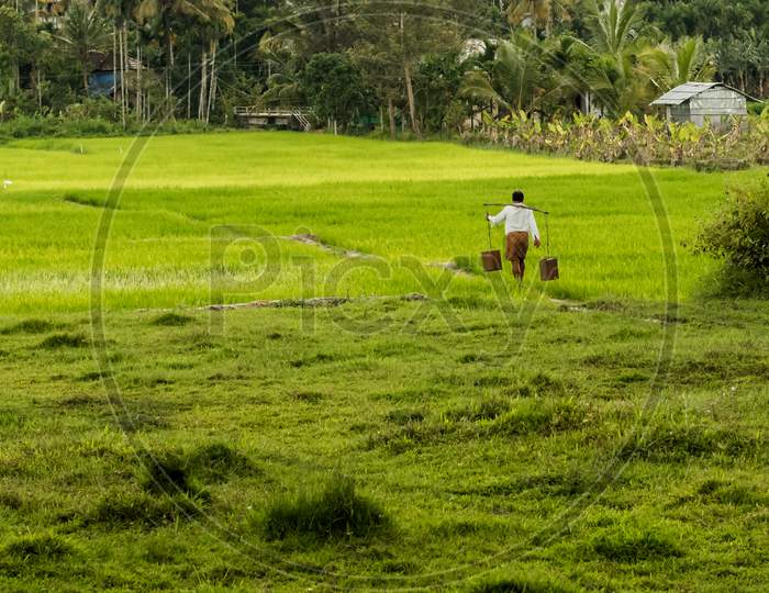 Sulthan Bathery, Kerala / India - 09.01.2020 : Selective Focus On An Indian Farmer Carrying Water To His Paddy Fields Through The Green Lush Path.