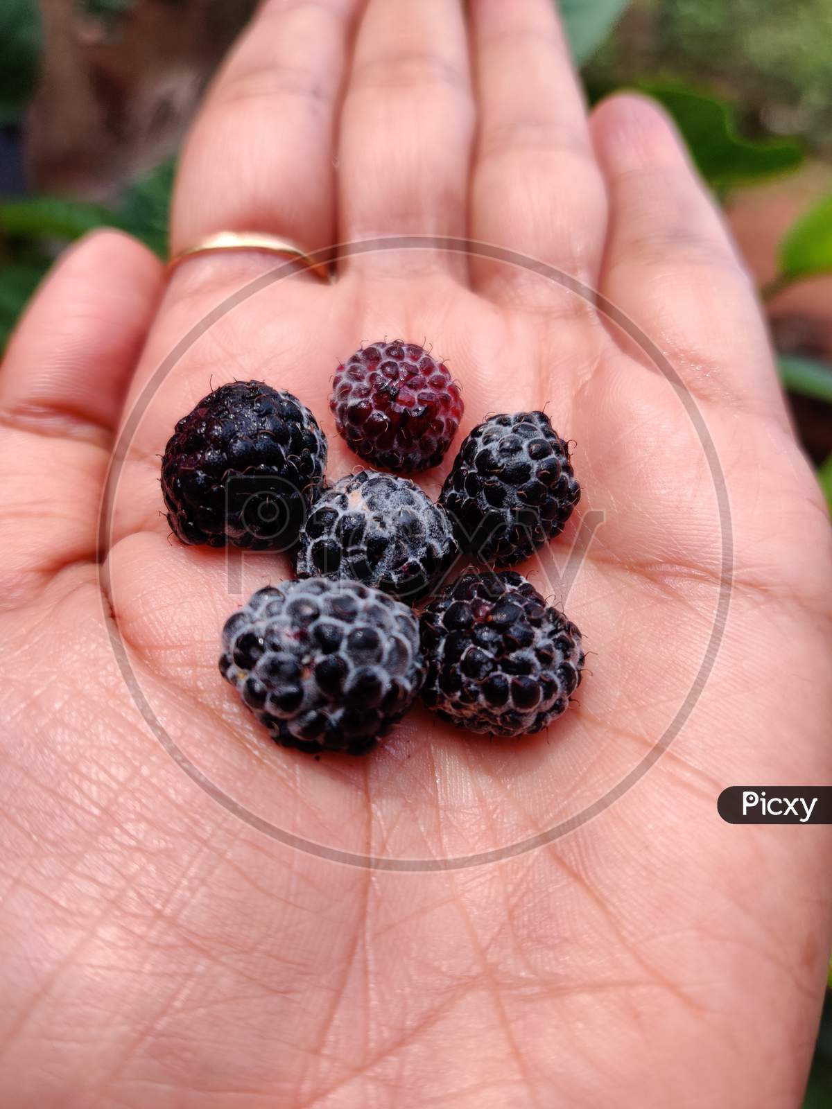black mulberry fruits kept in hand.