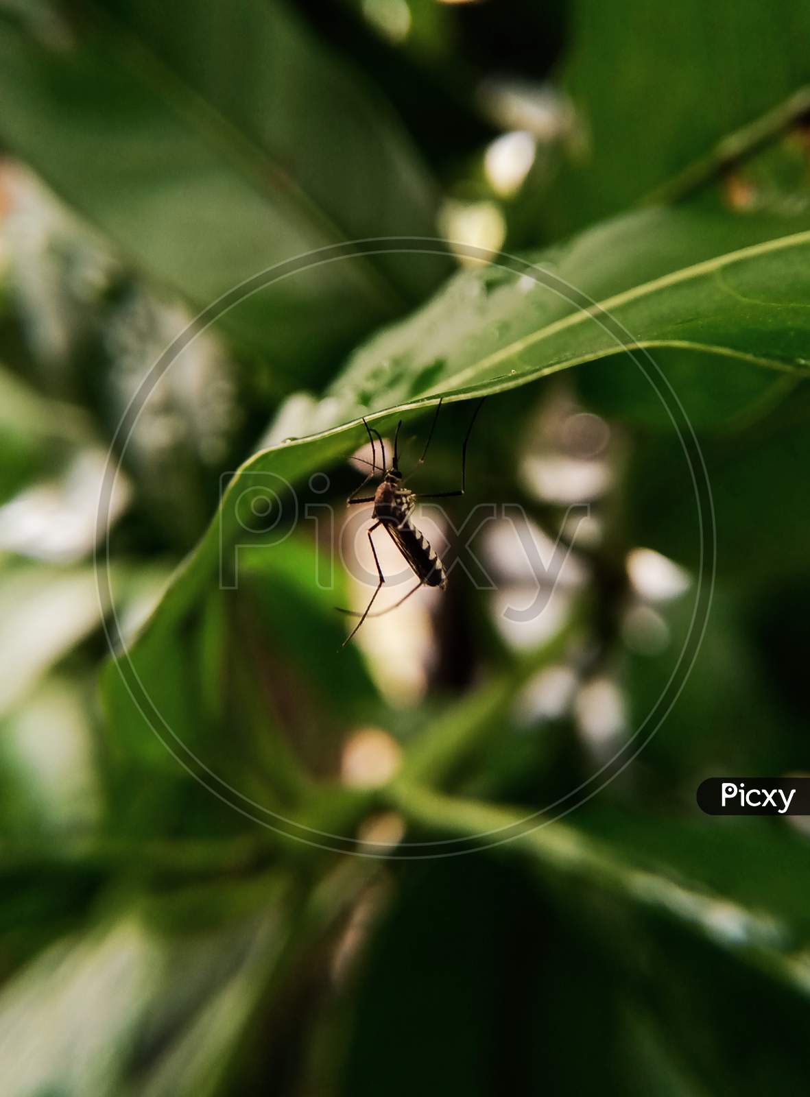 Mosquito on the leaf.
