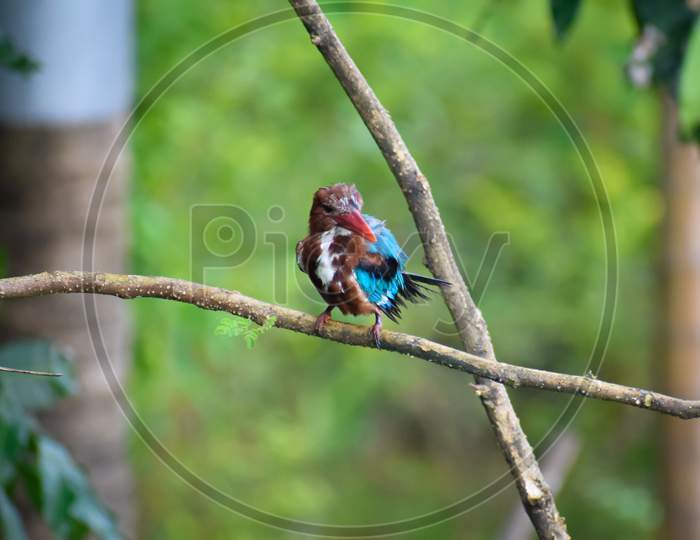 White Throated Kingfisher sitting on branch of tree.