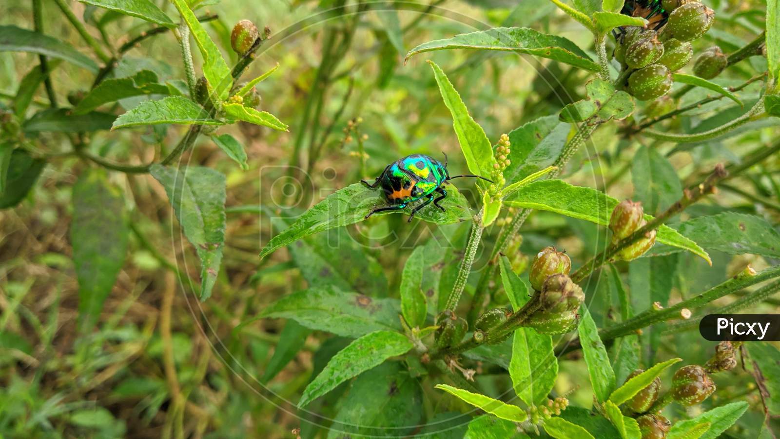 Colourful bug on plant
