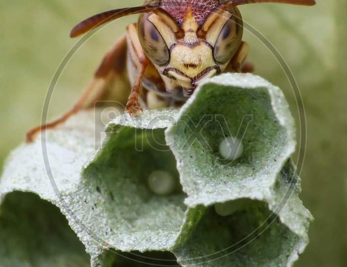 Honeybee Macro Photography