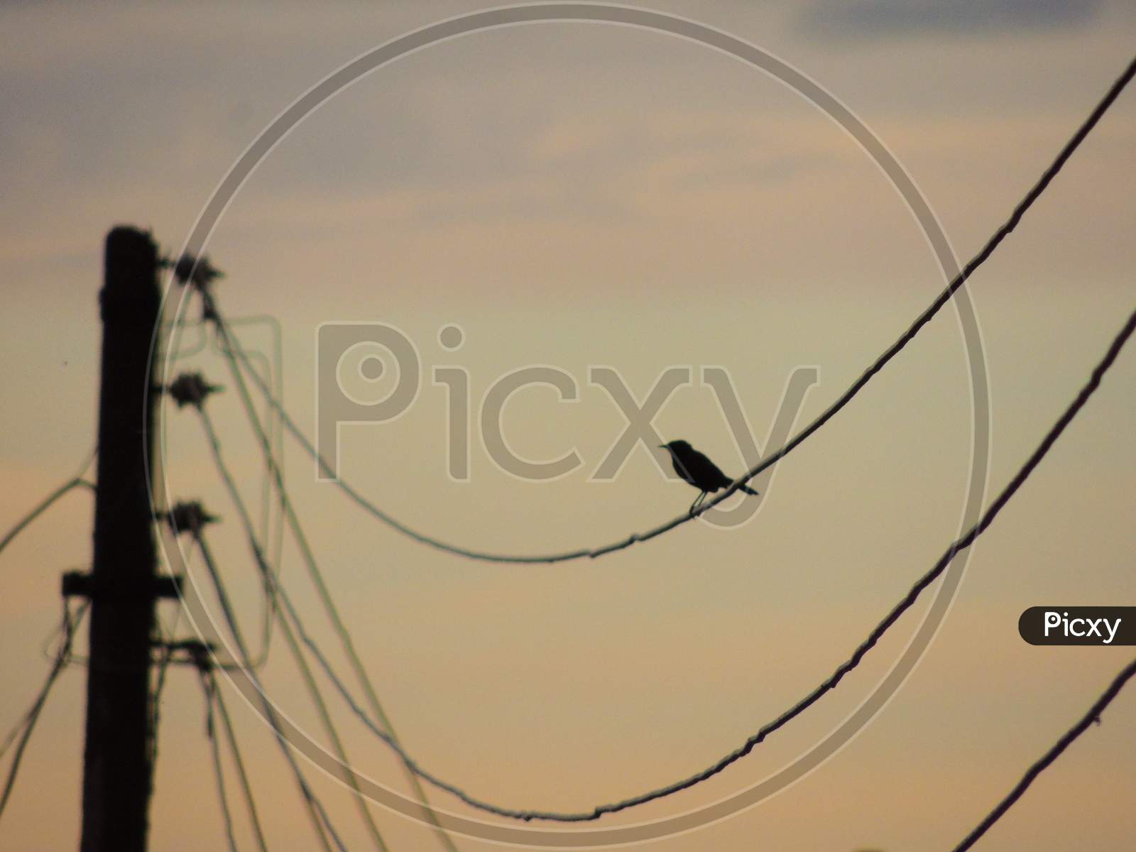 Bird - beautiful morning click