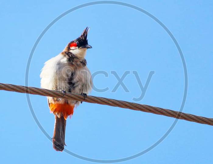 Red-whiskered Bulbul sitting on wire.