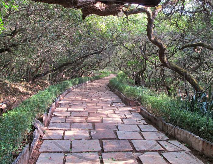 Mahabaleshwer mountain in satara, tree pathway, maharashtra, India