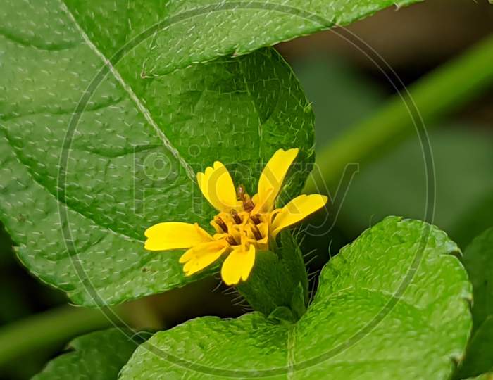Beautiful yellow flower with leaves