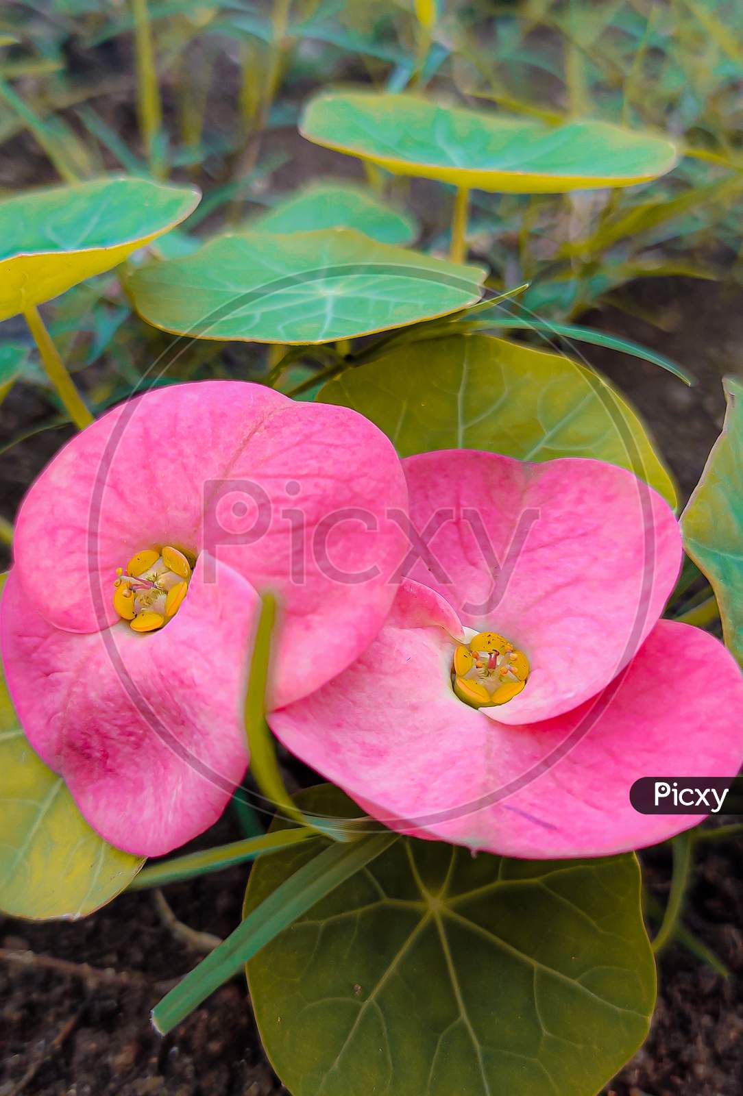 pink bougainvillea
