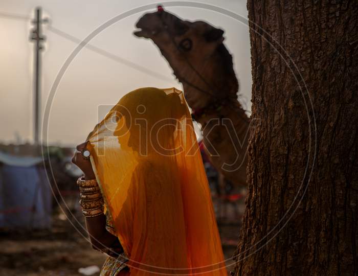 Pushkar Animal Fare Rajasthan, India, 2019