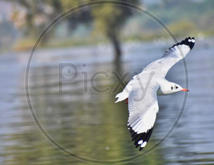 Seagull bird in flight with wings open