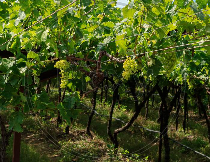The Beauty Of Grape Farm In Maharashtra