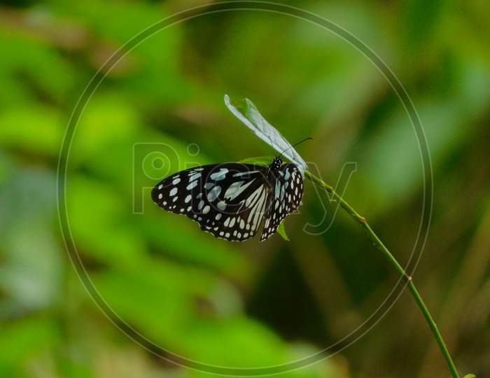 Amazing Asian butterfly