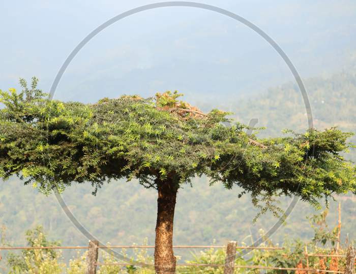 Green Tree with beautiful blurred background