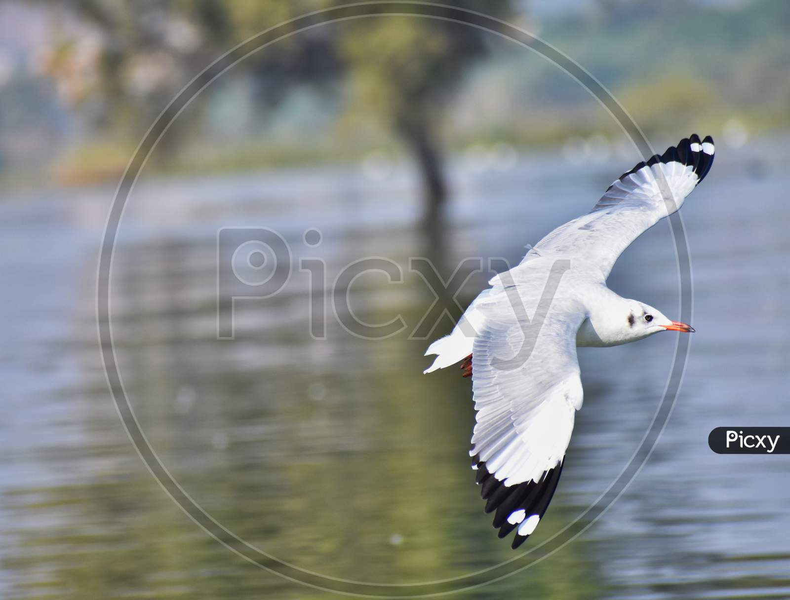Seagull bird in flight with wings open