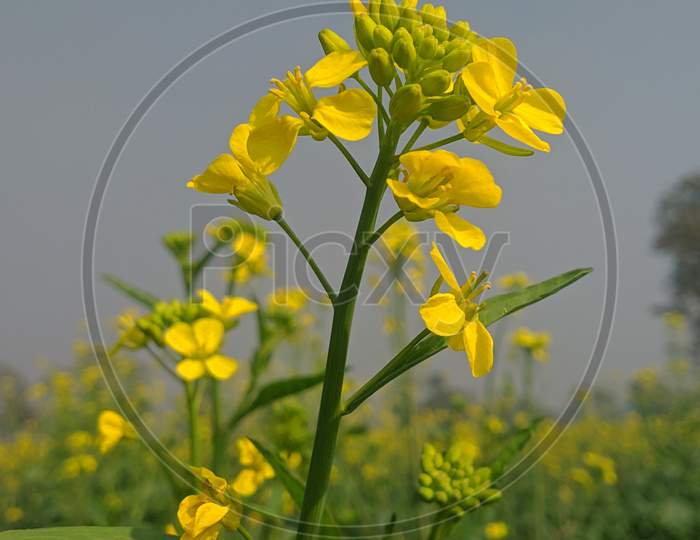 the beautiful flower of mustard plant