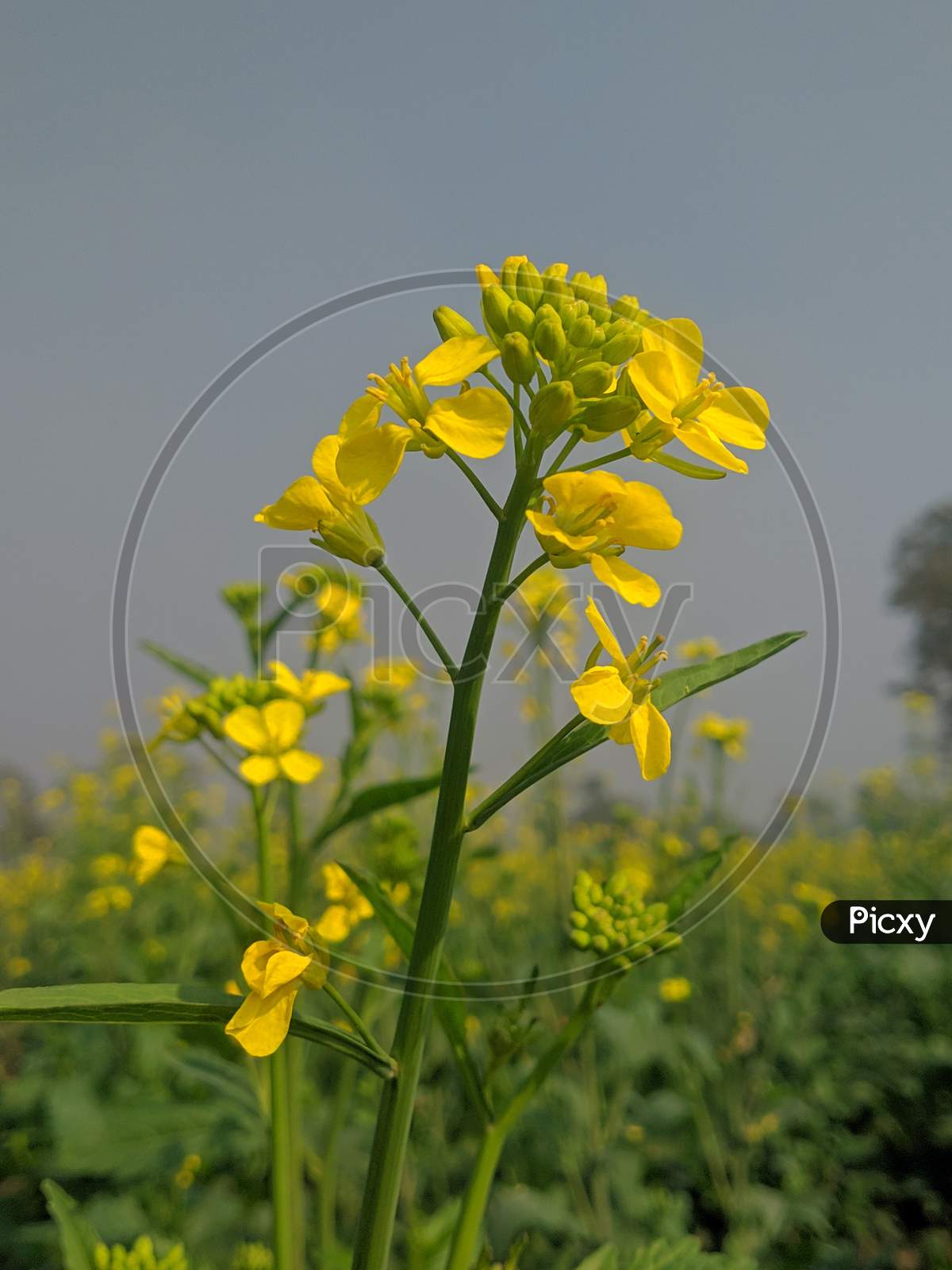 the beautiful flower of mustard plant