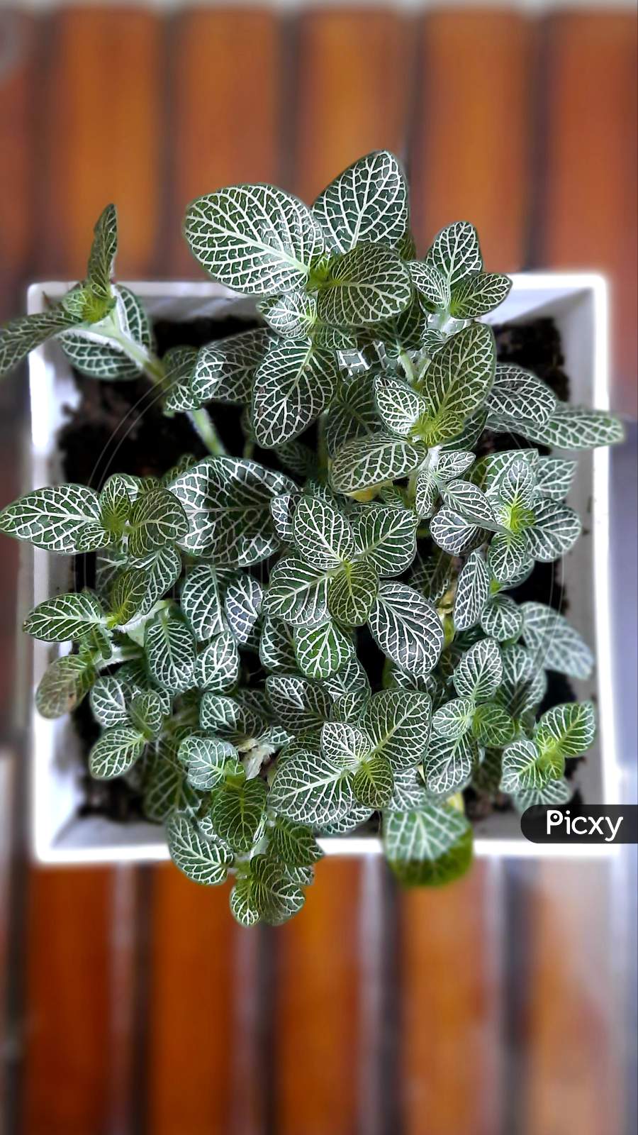 Fittonia plants