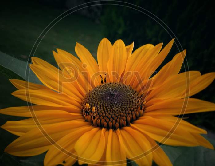 A beautiful picture of sunflower