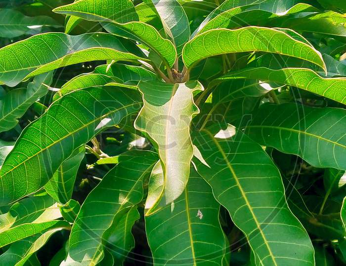 Indian green Mango leaves