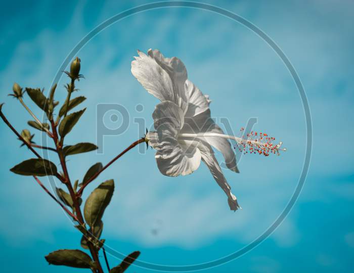 Hibiscus photograph