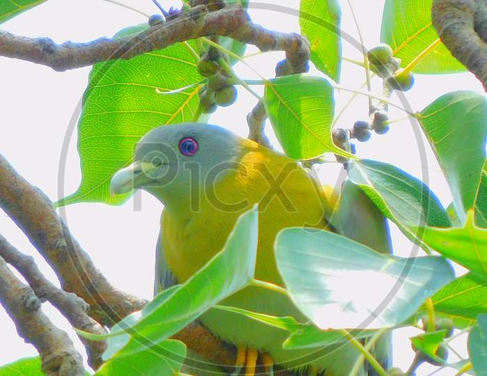 Beautiful yellow lage green pigeon