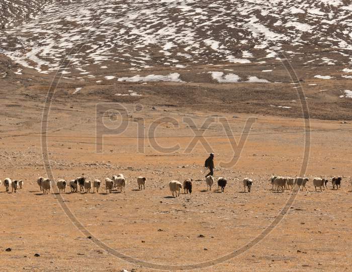A Shepard walking with his sheep grazing on meadows of Tibetan plateau