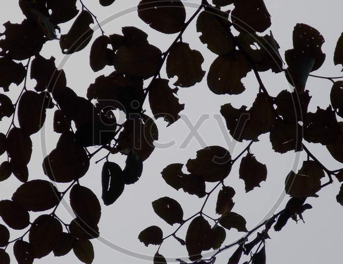 An Monochrome Picture of leaves with greyish-blue background
