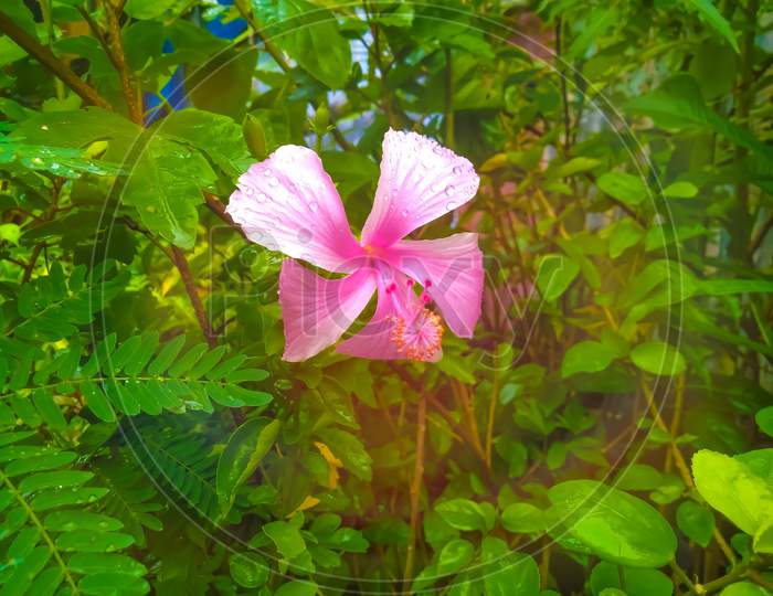 Pink Flower & Nature