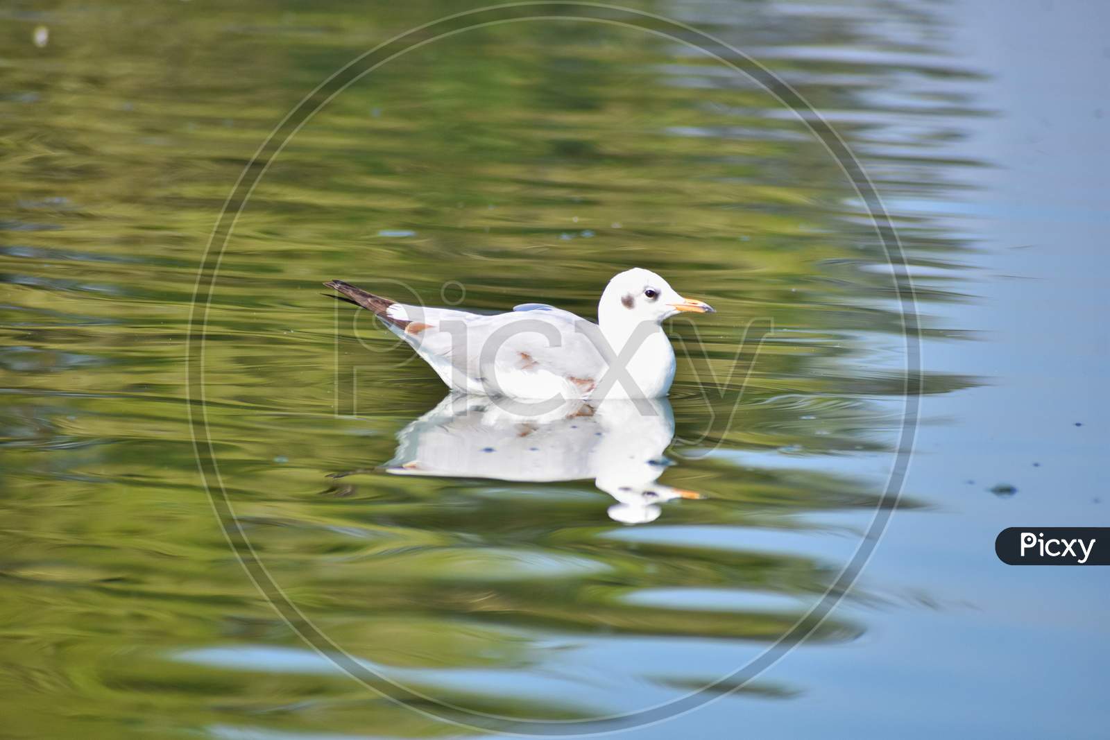 Seagull in water with reflection