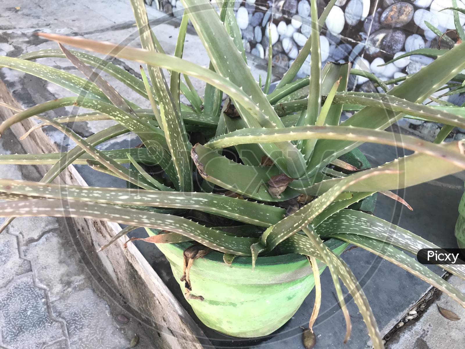 Aloe Vera Green Plant In A Pot Is Growing At Outdoor Of An Residential And Ll Be Used For Medicine Cosmetic Purpose