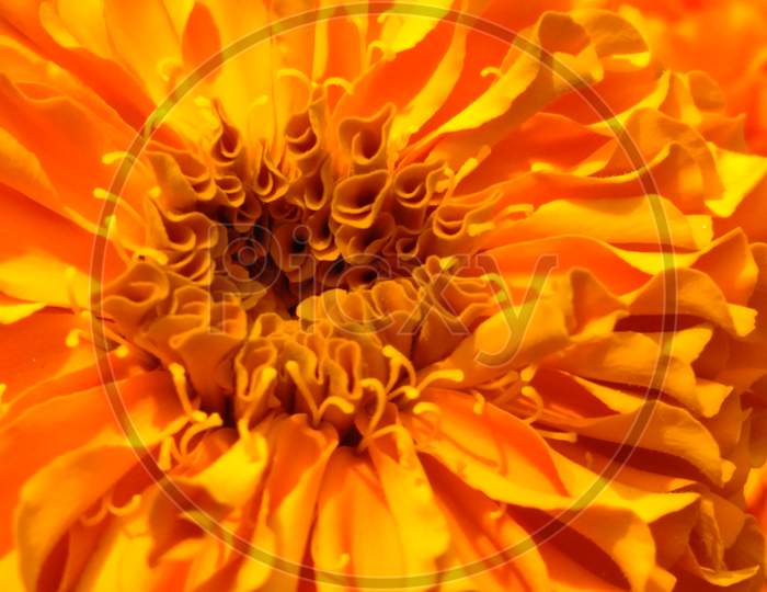 Marigold Pollen Macro Photo