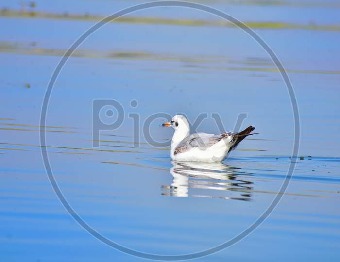 Seagull in lake water