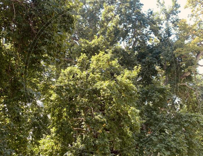 Kashmiri Chinar tree