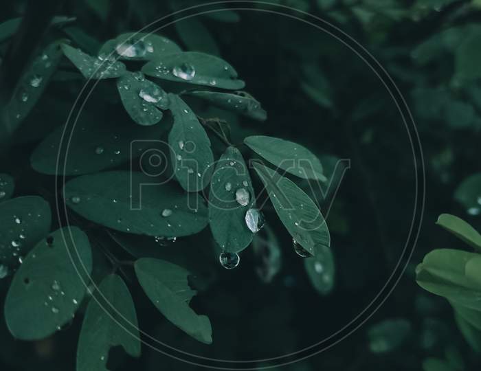 Water Drops On Green Leaves Of A Plant In Winter Morning