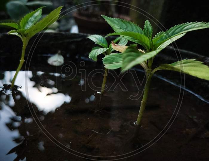 Small Green Plant On Water Pot