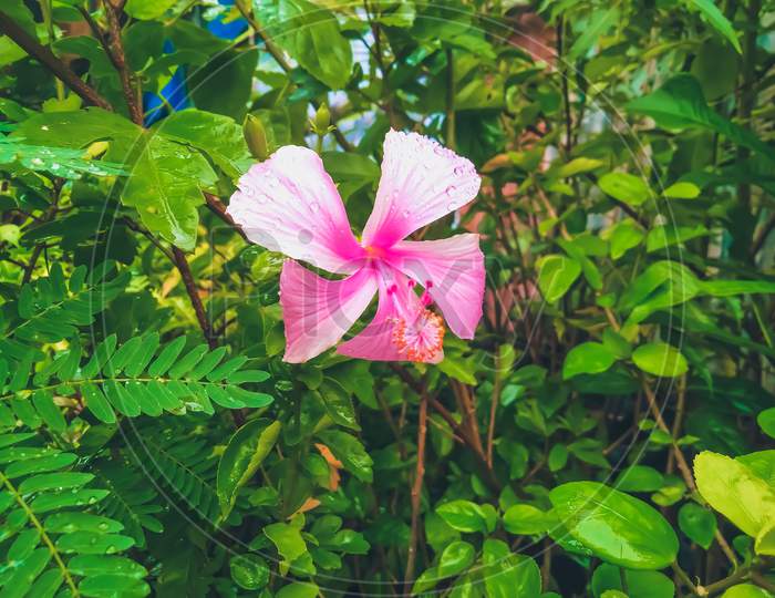 Pink Flower & Nature