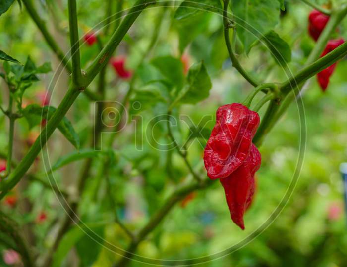 Natural Red Chili Pepper With Green Background. Chilli Is A Fruit Which Belongs To Capsicum Genus.