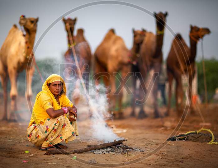 Pushkar Animal Fare Rajasthan, India, 2019