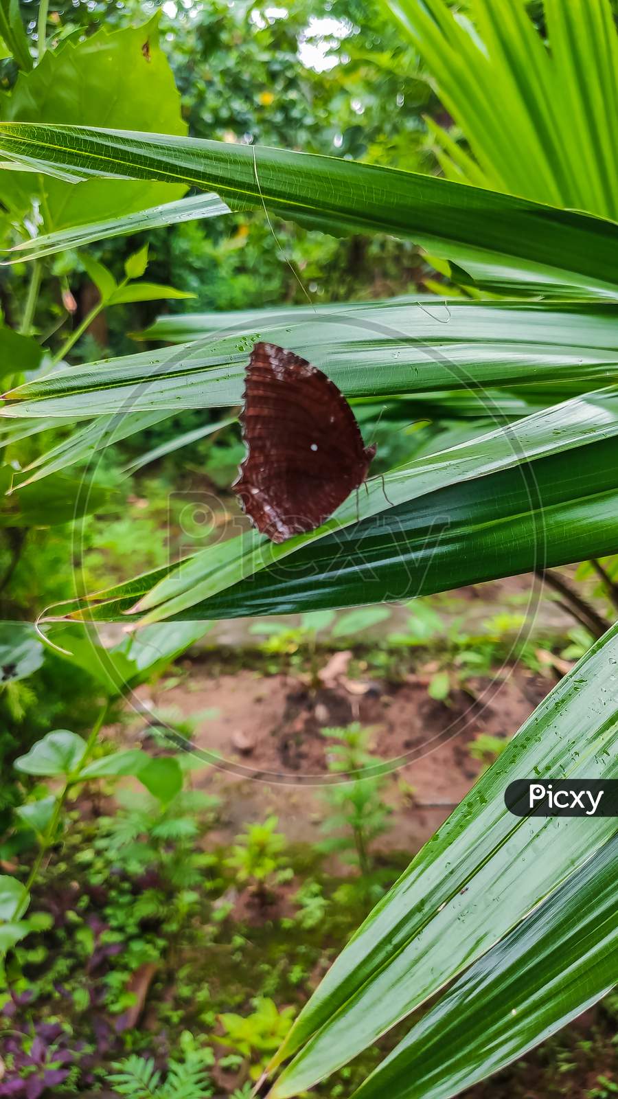 A Beautiful Butterfly Sitting On Green Leaf