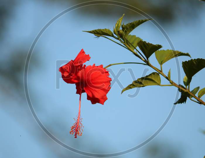 Hibiscus, beautiful red flower with blurred background.